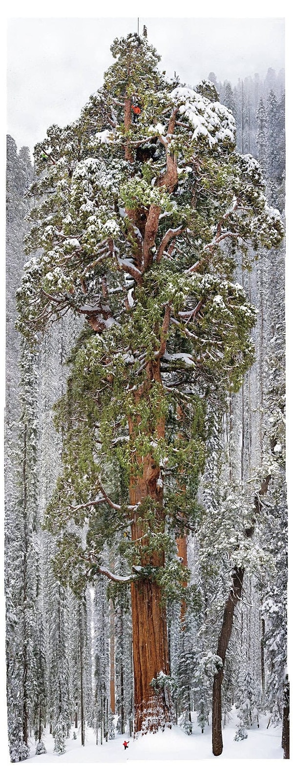 4. Второе по величине дерево в мире. Попробуйте найти двух человек в его кроне! Так сразу и не скажешь, где они...