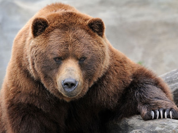 7. Какое ваше духовной животное?