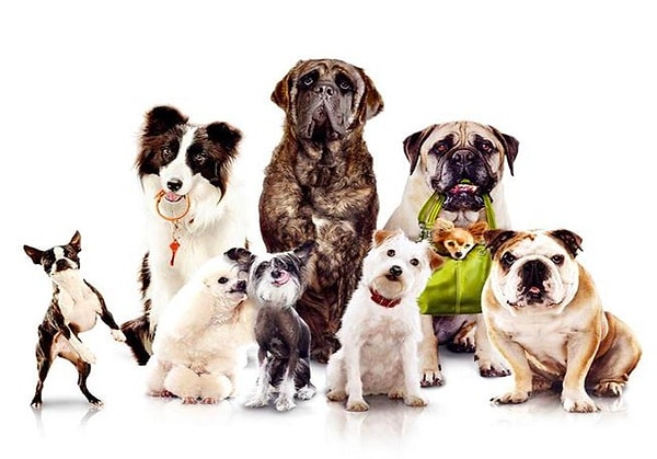 5. Какая порода собак больше известна у нас как "водолаз"?