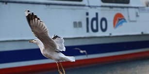 İDO İç Hat Seferlerine 1 Aralık'tan İtibaren 'Ekonomik Gerekçelerle' Son Veriyor