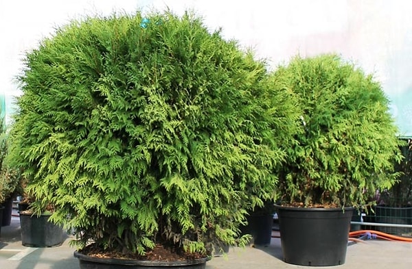 4. Растение, чья листва сохраняется в течение всего года