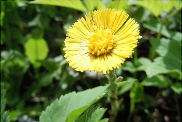 6. Род многолетних травянистых растений