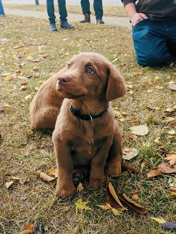 2. Быть щенком - это так круто!
