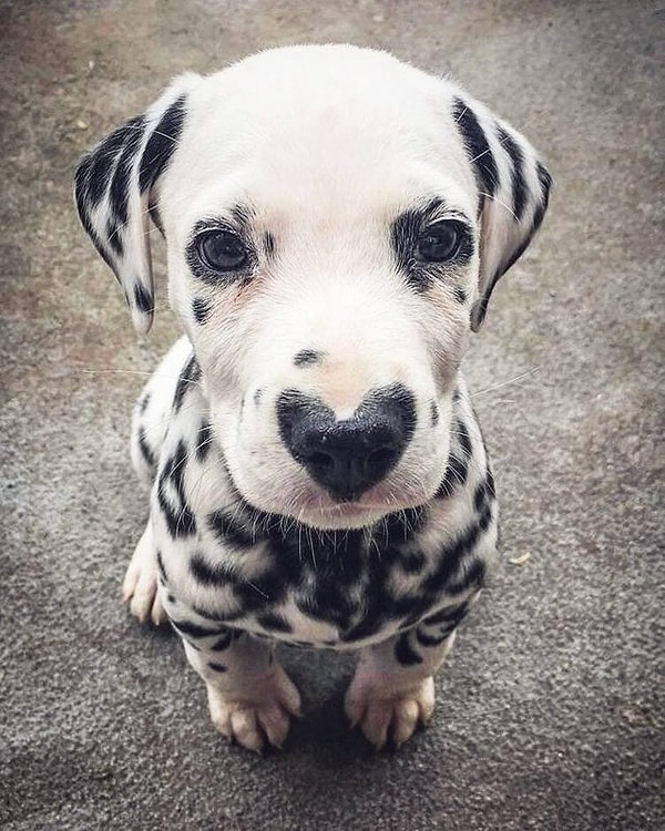 5. Сама серьезность!