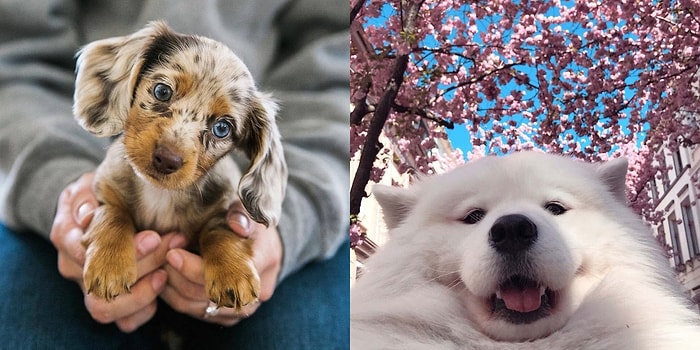 15 милых песиков, которые станут причиной широкой улыбки на вашем лице