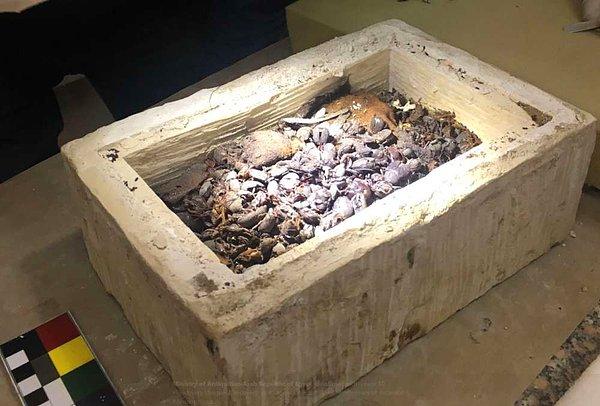 Antik Mısır'da oldukça çok sayıda mumyalanmış kedi olduğuna inanılıyor. İngiliz Tarih Müzesi'nde M.Ö. 600 - 200 yılları arasında yapıldığı keşfedilen 192 adet mumyalanmış kedi var.