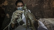 Bilim İnsanları Mısır'da Antik Çağ'dan Kalma Onlarca Kedi Mumyası ve Kedi Heykeli Buldu!