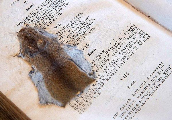 3. 19. yyda öğrenciler tarafından ezilen bir fare, İngiltere'de bulunan bir kütüphanedeki kitabın sayfaları arasında muhafaza edildi.