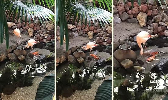 Balıkları Tek Tek Besleyen Flamingo