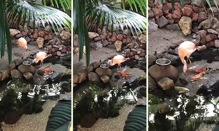 Balıkları Tek Tek Besleyen Flamingo