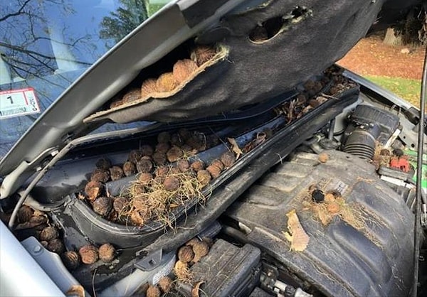 7. "Белка устроила хранилище орехов под капотом моего фургона"