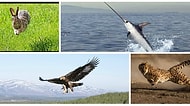 Saatte 389 Kilometre mi? İşte Vahşi Doğanın En Hızlı Hayvanları