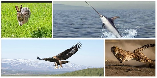 Saatte 389 Kilometre mi? İşte Vahşi Doğanın En Hızlı Hayvanları