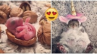 Buldukları Yavru Sincabı Evlatları Gibi Yetiştirdikten Sonra Dünyanın En Sevimli Evcil Hayvanına Sahip Olan Çift