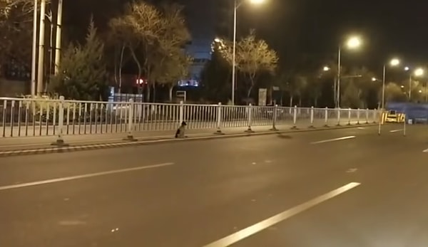 После появления этого видео на платформе "Сина Вайбо", многие пользователи прокомментировали то, насколько верна собака своему хозяину. Один из них заявил, что его собаки тоже верны и ждут его со школы каждый день.