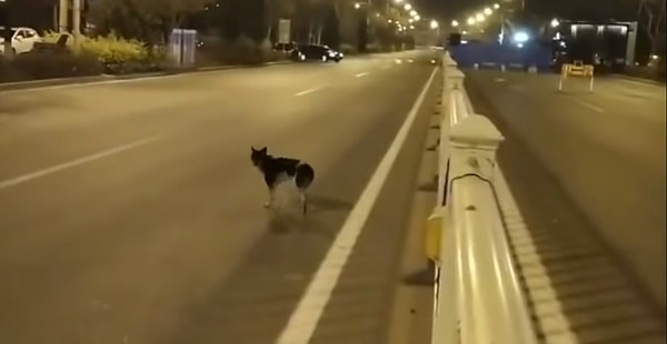 Другой пользователь добавил, что такая верность собаки может привести к проблемам со здоровьем, и выразил надежду на то, что человек с добрым сердцем все-таки приютит пса у себя.