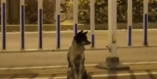 В Китае собака вот уже 80 дней ждет хозяина на месте его смерти