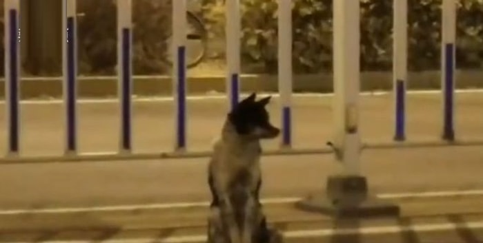 В Китае собака вот уже 80 дней ждет хозяина на месте его смерти