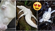 Güzel Olmak İçin Hiçbir Renge İhtiyaç Olmadığının Kanıtı Niteliğinde Sıra Dışı 23 Albino Hayvan