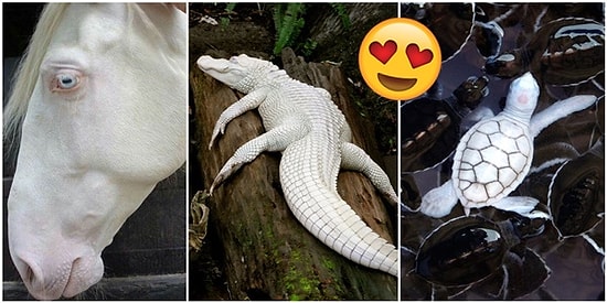 Güzel Olmak İçin Hiçbir Renge İhtiyaç Olmadığının Kanıtı Niteliğinde Sıra Dışı 23 Albino Hayvan