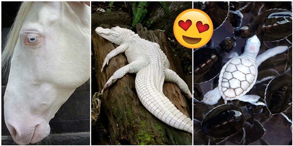 Güzel Olmak İçin Hiçbir Renge İhtiyaç Olmadığının Kanıtı Niteliğinde Sıra Dışı 23 Albino Hayvan