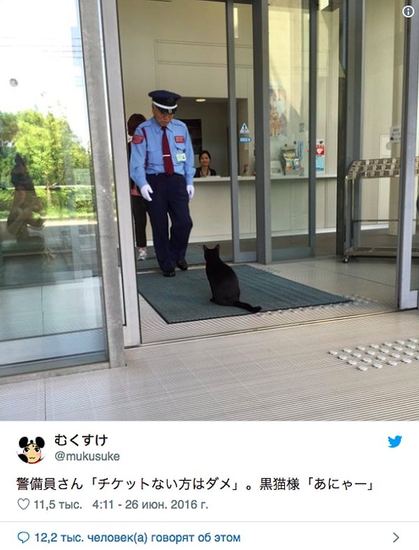 2. В один из дней в музей попытался зайти чёрный кот.