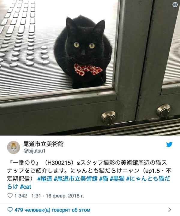 9. И вот уже два года как минимум два-три раза в неделю одно из животных пытается проникнуть через главный вход.