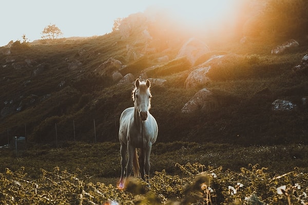 16. Horses must be pissed off that dogs are man's best friend seeing as how they literally carried our team for thousand years.