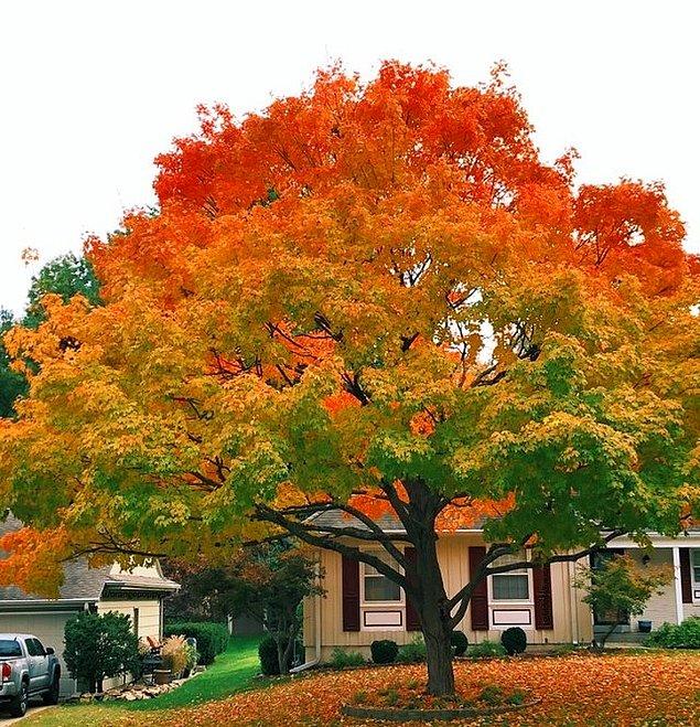 2. “Komşumun ağacı mükemmel bir renk geçişi sahip.”