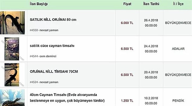 52. Yapmayın bunu: İnternette satışa çıkarılan timsahlar