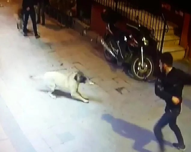 7. İnsanlık nereye gidiyor? - Kemerle dövülüp bıçaklanan köpek ve yavrusu