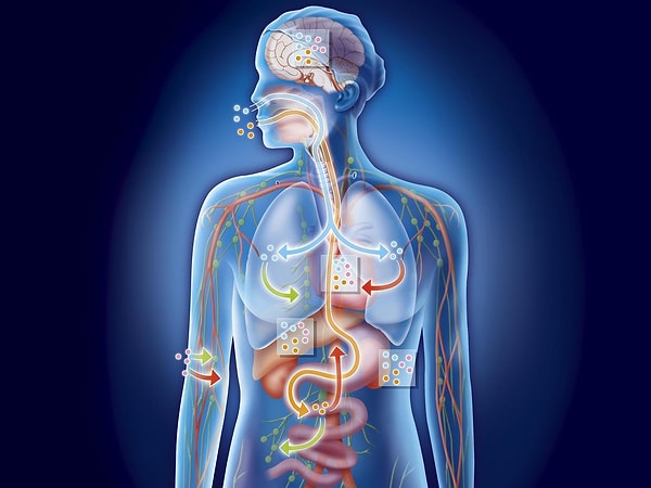 6. Самый тяжёлый внутренний орган человека - это...