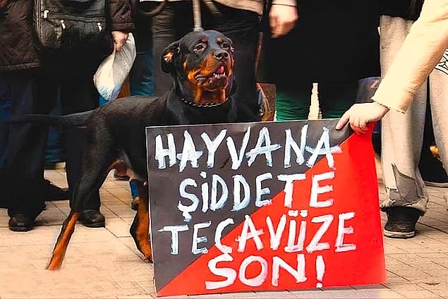 24. Bu da oldu, evet - Tarsus'ta köpeğe tecavüz eden adam