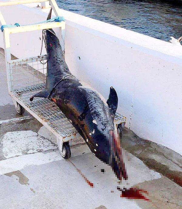 53. Bunu yapan insan olamaz - 8 kurşunla öldürülen yunus balığı