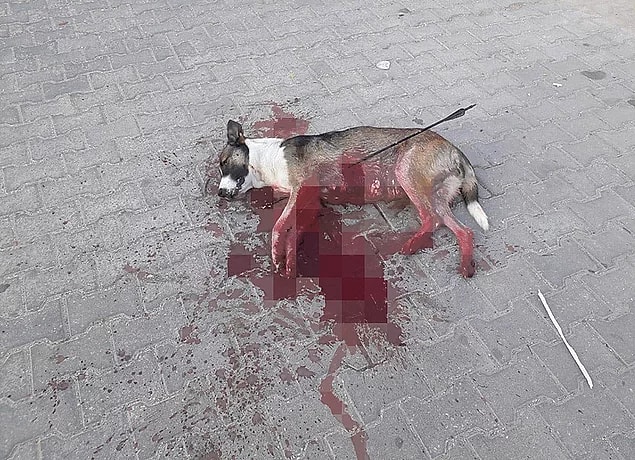 74. Bu zulüm ne zaman bitecek? - Okla vurularak öldürülen köpek ve öksüz kalan yavruları