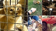 Fransa'da Pahalı Arabalarında Aslan Yavruları ile Poz Verip Instagram'da Paylaşan Cani İnsanlar