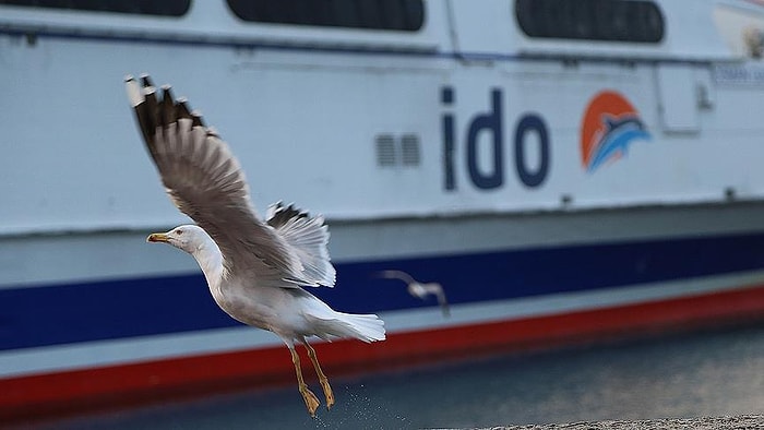 İç Hat Seferlerini Durduracağını Açıklamıştı: İDO Üç Gemisini Satışa Çıkardı