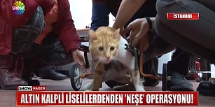 Trafik Kazasından Sonra Felç Kalan Kediye 3B Yazıcı ile Yürüteç Yapan Güzel İnsanlar