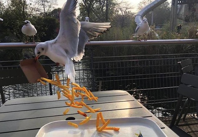 8. Someone's tasty lunch is ruined I guess...