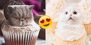 Gördüğünüz Andan İtibaren Mıncıklamak İçin Can Atacağınız, Yiyeceklere Uyum Sağlamış 18 Kedi