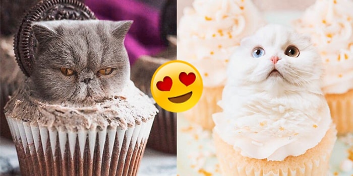 Gördüğünüz Andan İtibaren Mıncıklamak İçin Can Atacağınız, Yiyeceklere Uyum Sağlamış 18 Kedi