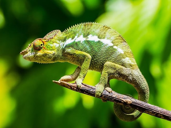 Хамелеон