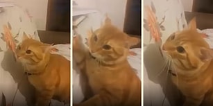 Tırmaladıkça İnsan Dostunu Keyiflendiren Psikopat Kedi Haydar