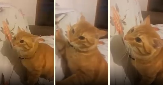 Tırmaladıkça İnsan Dostunu Keyiflendiren Psikopat Kedi Haydar