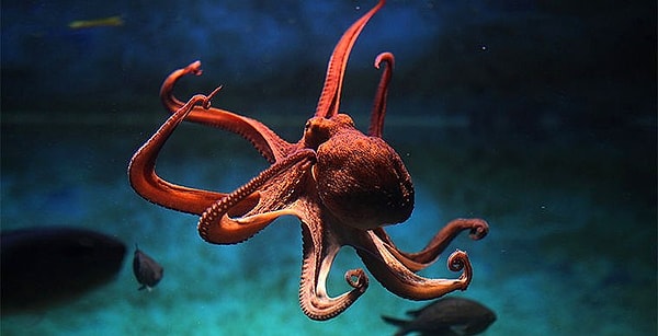 Осьминог