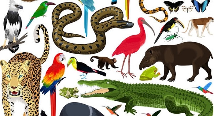 Тест: Какое вы животное?