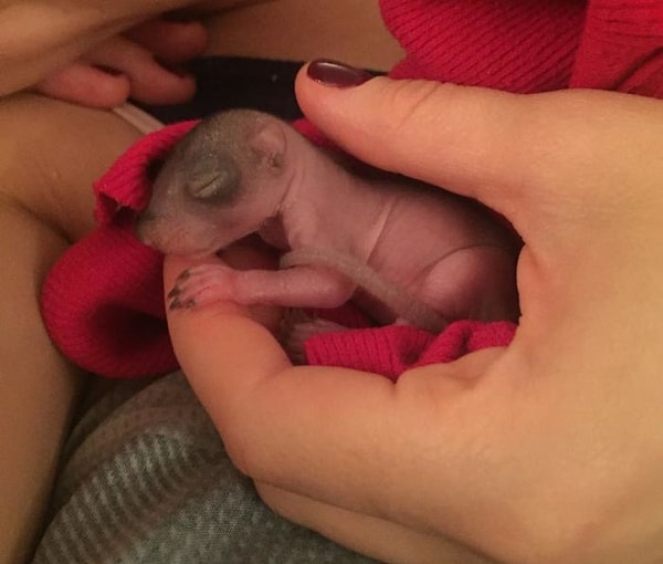 Поэтому пара в конце концов перестала заниматься поисками матери.