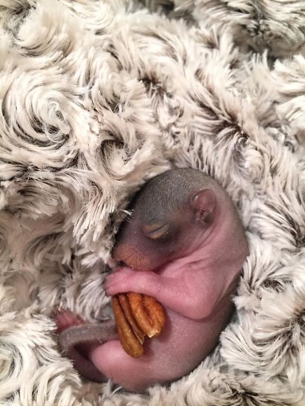 Поскольку мать Дюймовочки оставила ее, а другие братья и сестры умерли после рождения, малышка не имела контактов с другими белками, пока росла.