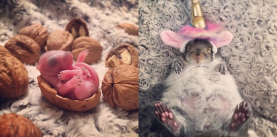 Пара выходила маленького бельчонка и стала обладателем самого милого домашнего питомца в мире