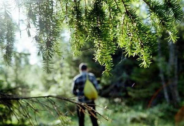 2. Вы заблудились в лесу. Как будете определять стороны горизонта?